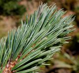Pinus aristata