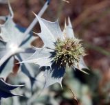 Eryngium maritimum. Соцветие. Черногория, окр. г. Ульцинь, песчаный пляж. 08.07.2011.