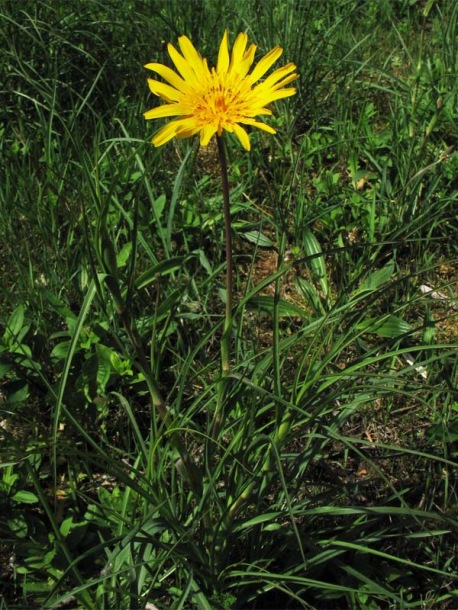 Изображение особи Tragopogon orientalis.