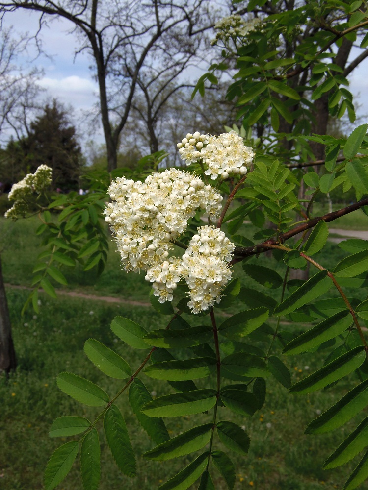 Изображение особи Sorbus aucuparia.