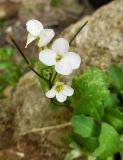 Arabis caucasica