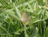 Trifolium alpestre