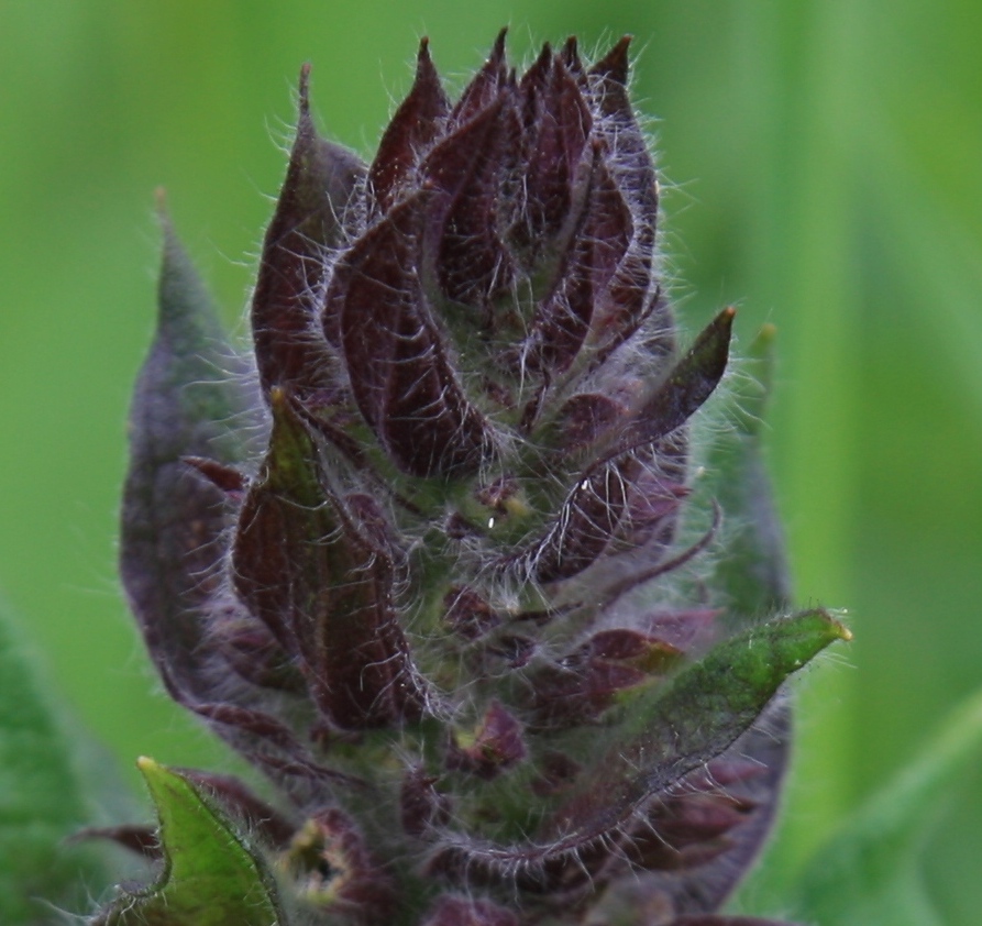 Изображение особи семейство Lamiaceae.