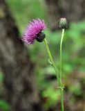 Cirsium schantarense. Верхушка побега с соцветиями. Приморье, Сихотэ-Алинь, устье р. Джигитовка. 04.08.2012.