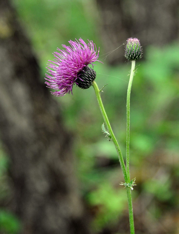 Изображение особи Cirsium schantarense.