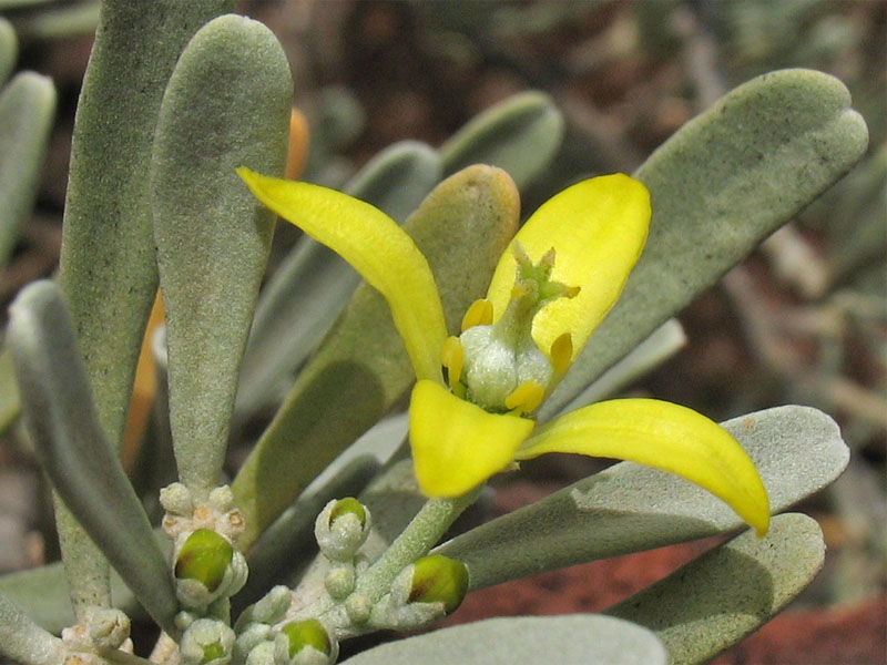 Image of Neochamaelea pulverulenta specimen.