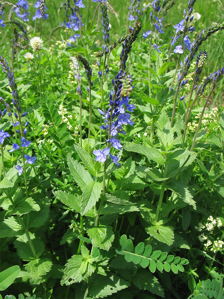 Изображение особи Veronica teucrium.