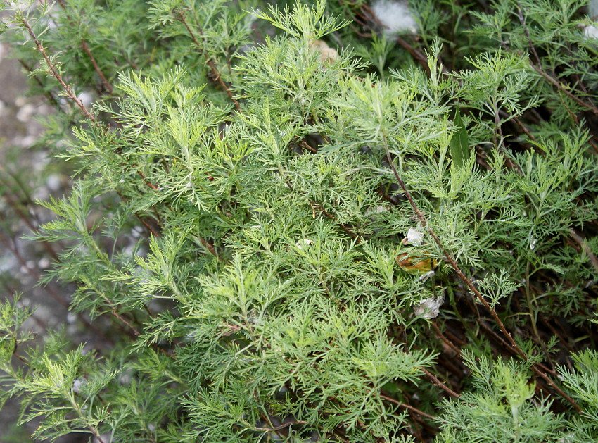 Image of Artemisia abrotanum specimen.