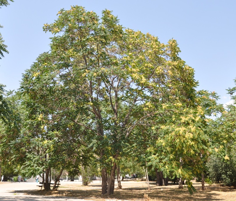 Изображение особи Ailanthus altissima.