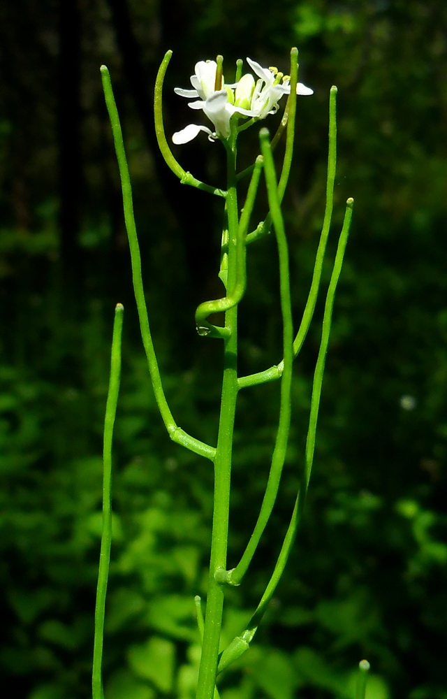 Image of Alliaria petiolata specimen.