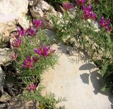 Astragalus circassicus