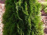 Thuja occidentalis