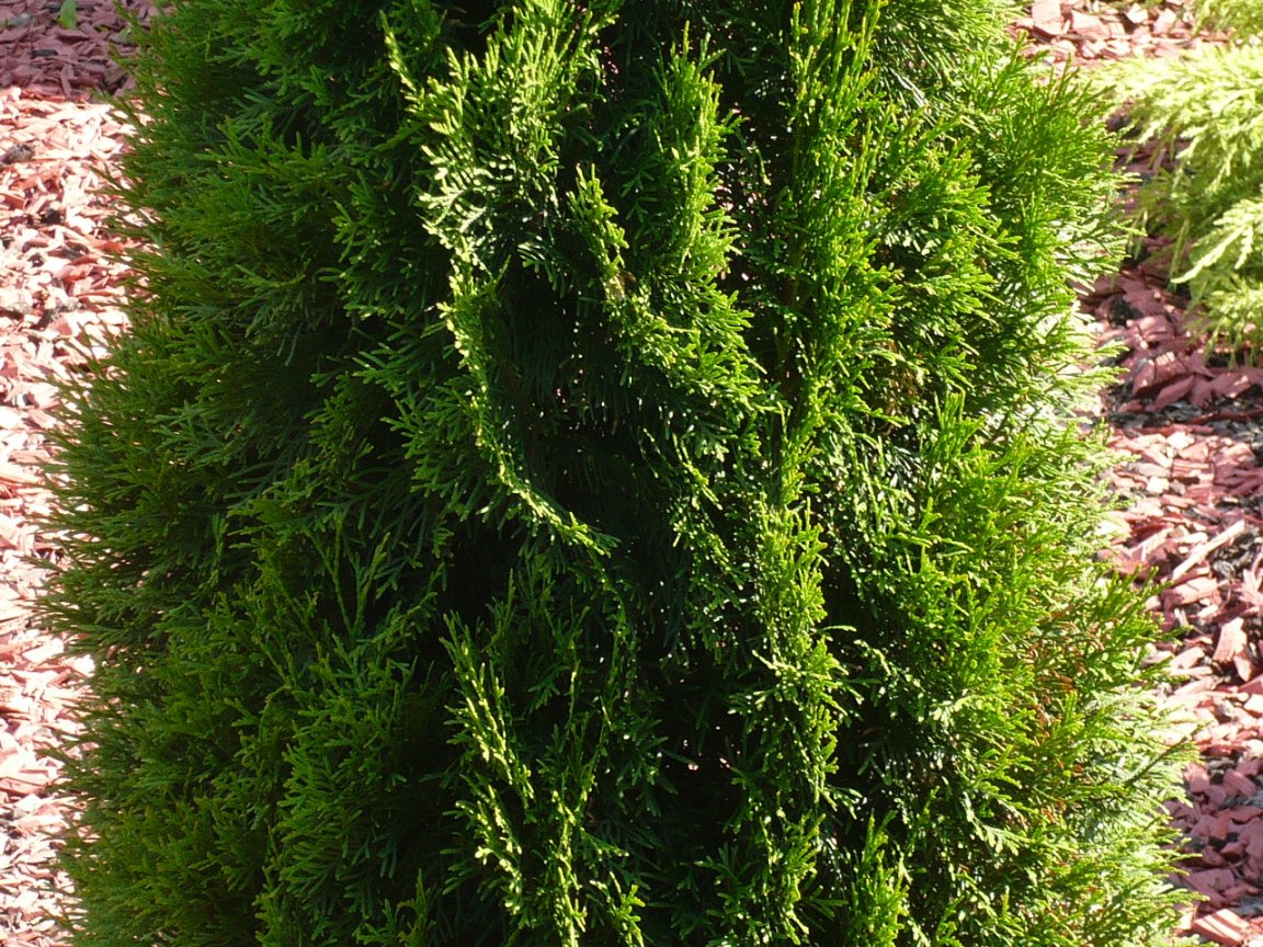 Изображение особи Thuja occidentalis.