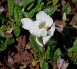 Dryas octopetala. Цветок. Германия, г. Дюссельдорф, Ботанический сад университета. 04.05.2014.
