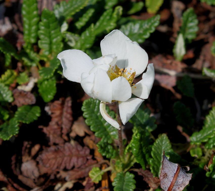 Image of Dryas octopetala specimen.