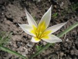 Tulipa kolbintsevii. Цветок. Южный Казахстан, в культуре (происхождение - север Джунгарского Алатау, ущ. Таскора). 8 апреля 2013 г.