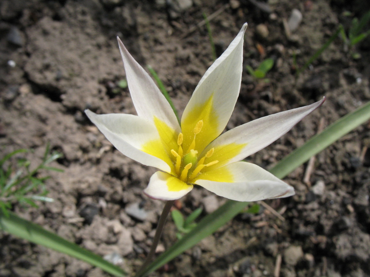 Image of Tulipa kolbintsevii specimen.