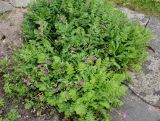Erodium cicutarium. Цветущее растение. Германия, г. Дюссельдорф, Ботанический сад университета. 03.06.2014.