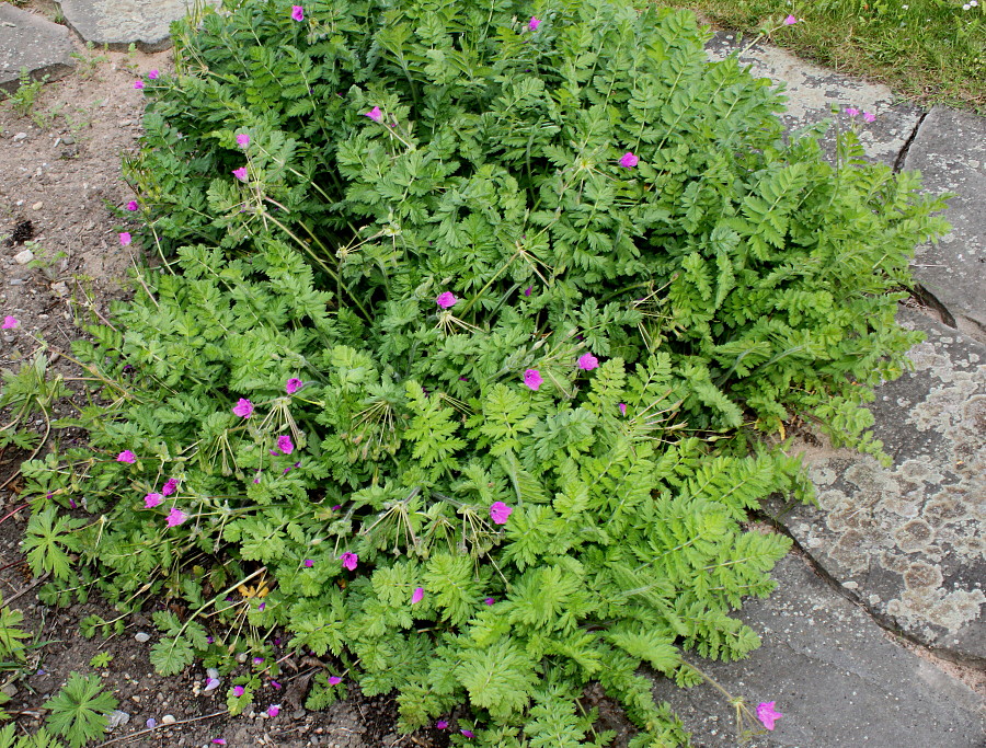 Image of Erodium cicutarium specimen.