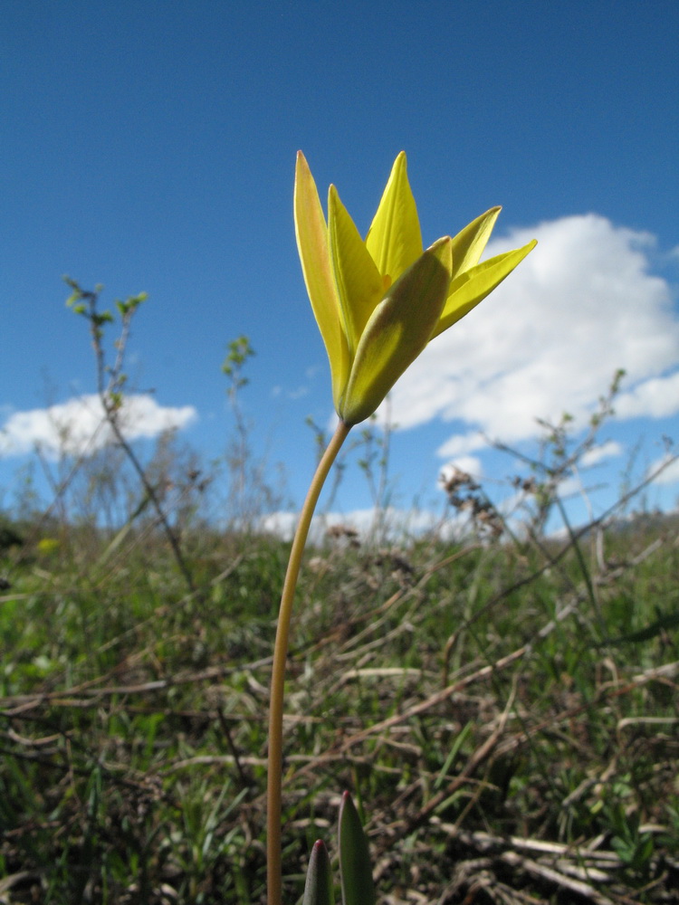 Изображение особи Tulipa heteropetala.