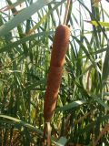 Typha latifolia