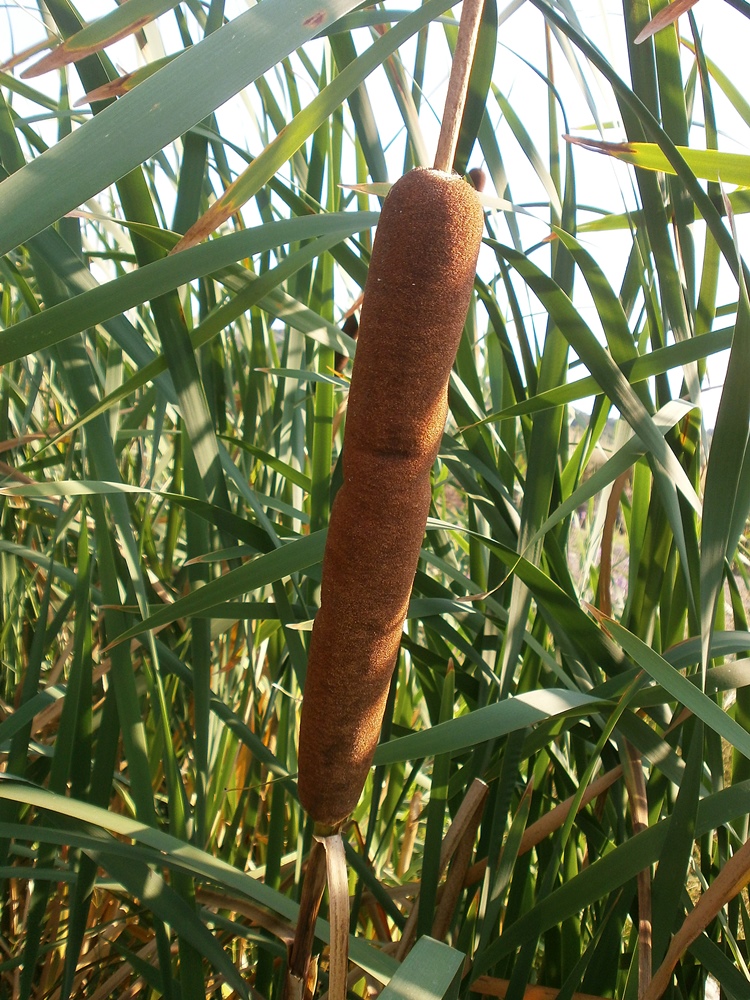 Изображение особи Typha latifolia.