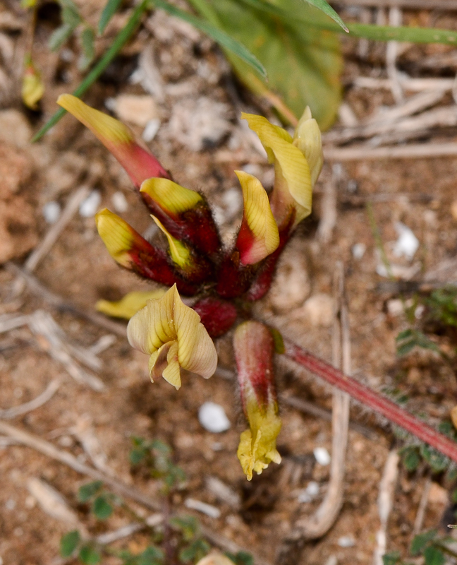 Изображение особи Astragalus berytheus.