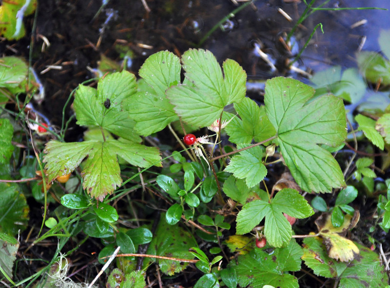 Image of Rubus humulifolius specimen.