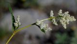 Aconogonon alpinum