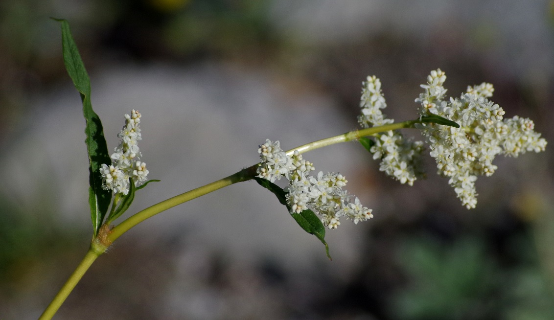 Изображение особи Aconogonon alpinum.