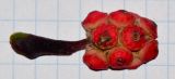 Image of taxon representative. Author is Татьяна Мальчинская