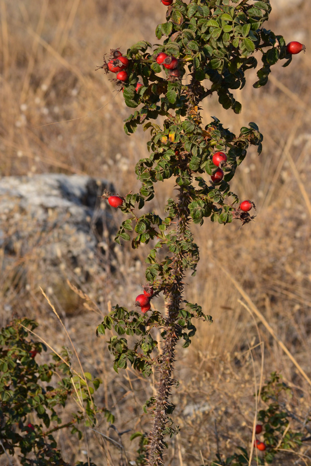 Image of Rosa turcica specimen.