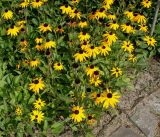 Rudbeckia fulgida