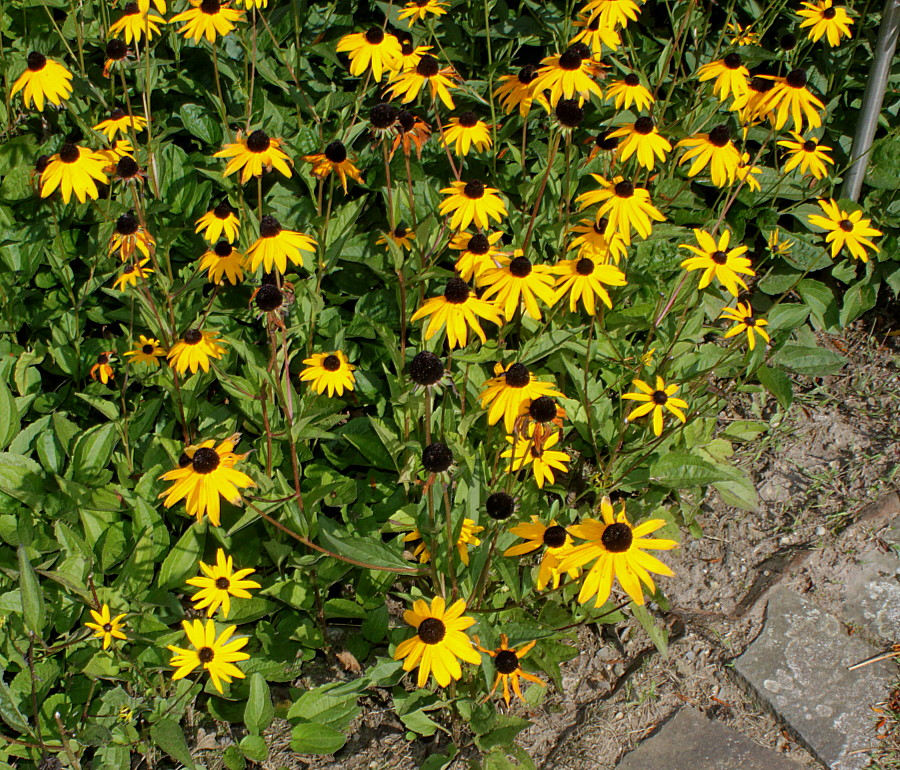 Изображение особи Rudbeckia fulgida.