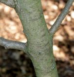 Image of taxon representative. Author is Валерий Куделя