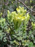 Scutellaria orientalis