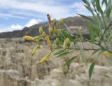 Nicotiana glauca. Верхушка веточки с соцветиями и незрелыми плодами. Боливия, Ла-Пас, Лунная долина. 15 марта 2014 г.