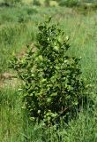 Alnus glutinosa. Молодое растение. Московская обл., Раменский р-н, окр. ж.-д. платформы Хрипань, залежь, окраина поля. 04.06.2014.