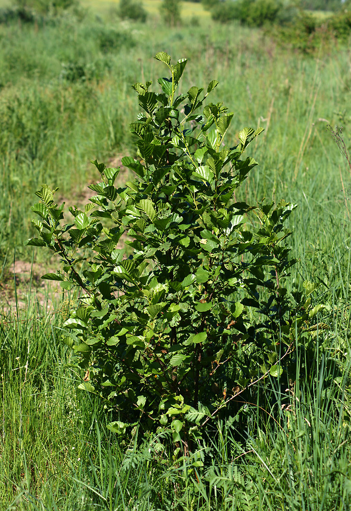 Изображение особи Alnus glutinosa.