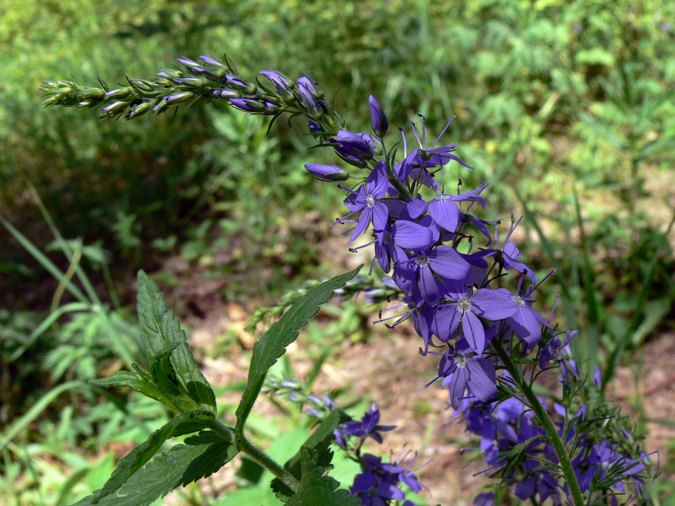 Изображение особи Veronica teucrium.