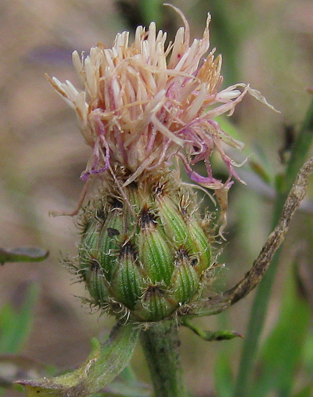 Image of Centaurea stoebe specimen.