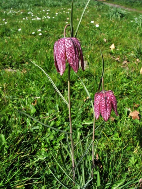 Изображение особи Fritillaria meleagris.