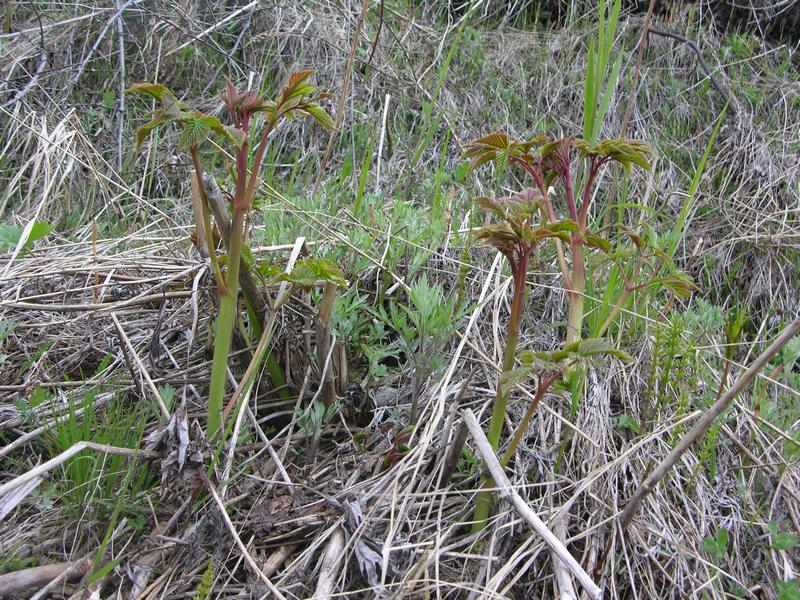 Image of Aruncus dioicus specimen.