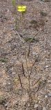 Diplotaxis tenuifolia