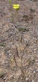 Diplotaxis tenuifolia. Верхняя часть растения с плодами и цветком. Крым, Сасыкская пересыпь, берег моря. 6 сентября 2009 г.