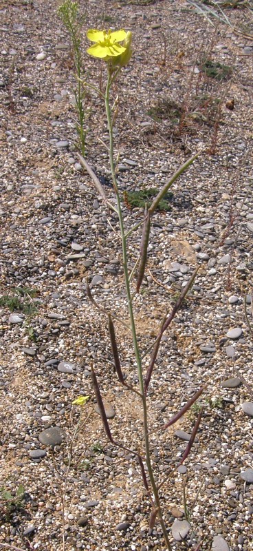 Image of Diplotaxis tenuifolia specimen.