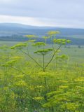 Pastinaca sylvestris. Плодоносящее растение. Красноярский край, Шарыповский р-н, 10 км к юго-зап. от пос. Дубинино. Август 2005 г.