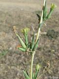 Lactuca serriola