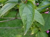 View full-size image Clerodendrum cyrtophyllum