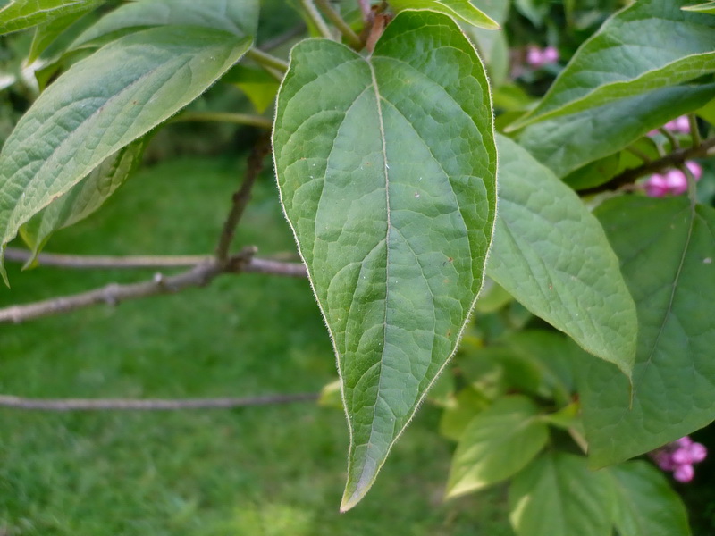 Изображение особи Clerodendrum cyrtophyllum.